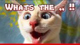 Смішні котячі меми відео компіляція – Серія котів