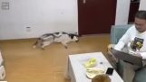 Dog does not like the human food