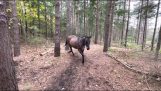 Un cheval frappe un arbre et pète des chiens