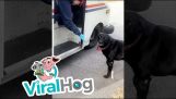 Een hond die dol is op de postbode