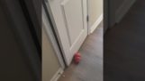 Zabawka dla psa blokuje drzwi