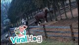 A horse breaks a fence