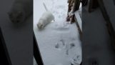 Does the cat like the snow?
