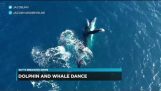 Un delfin și o balenă se joacă împreună
