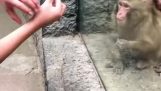 Showing magic tricks to a monkey