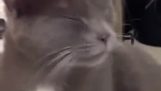 Reakcja kota podczas krojenia cebuli
