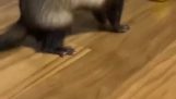 A ferret is surprised