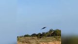 2 crows in synchronized flight