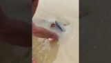 Bir göletin taşma borusuna sıkışan kaplumbağa