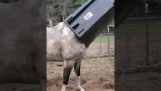 Horse gets a garbage can on its head