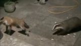 Badger vs fox