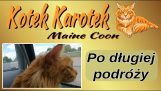 ลูกแมว Karotek – นักเดินทาง.