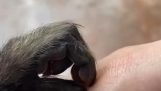 Monkey helps with removing a splinter