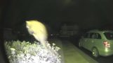 A cat hunts at night