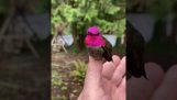 De reflectie op de veren van een kolibrie