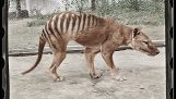 Benjamin, le dernier tigre de Tasmanie connu, en version colorisée