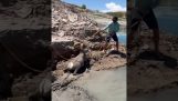 Salvataggio di una capra bloccata nel fango