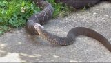 En orm sväljer en annan orm