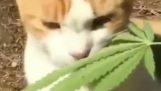 gato y cannabis
