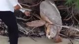 Hjälper en sköldpadda som har fastnat