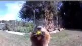 Groundhog stjäl bondens skörd och äter den framför säkerhetskameran