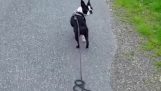 Dropping the dog’s leash to see its reaction