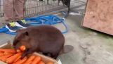 Beaver is loading up carrots