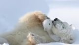 Polar bear mom playing with her cub