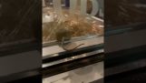 En rotte i risbeholderen til en restaurant