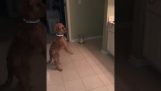 Câine vs oglindă