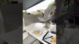A seagull eats breakfast