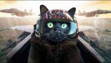 A cat in “Top Gun”