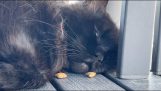 Hva skjer når du legger en godbit foran en sovende katt?