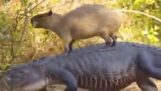 Kapibara jest przywódcą krokodyli