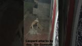 Dog attacked by leopard in India