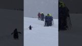 Un pingouin rejoint une expédition