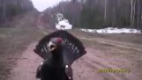 Angry capercaillie attacks a man