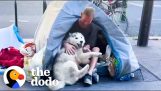 Fantastisk venskab mellem en hund og en hjemløs mand