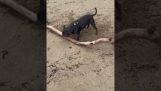Dog wants to take a large stick home
