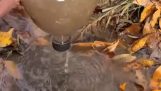 Totora como filtro de agua natural