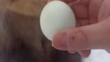 Мечка яде яйце
