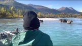 Fishermen approached very closely by bears (Alaska)