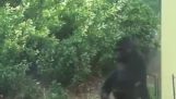 Gorillas trying to hide from the police