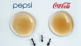 螞蟻在可口可樂和百事可樂之間做出選擇