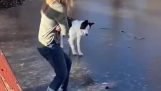Hundens første gang på en frossen sø