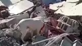 Un perro busca a su dueño entre los escombros