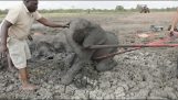 Rescue of a baby elephant and its mom from deep mud