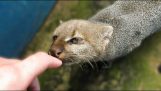 A jaguarondi wants to be friends with a human