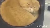 Pisicile dorm în cele mai ciudate locuri