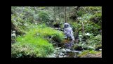 Pöllö hoitaa itseään suomalaisessa purossa